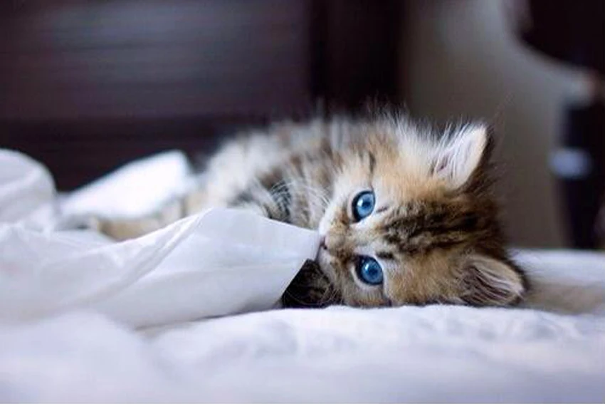 

Diy square diamond embroidery painting lovely cat animals 3d cross stitch kit mosaic picture full rhinestones Needlework 4 style