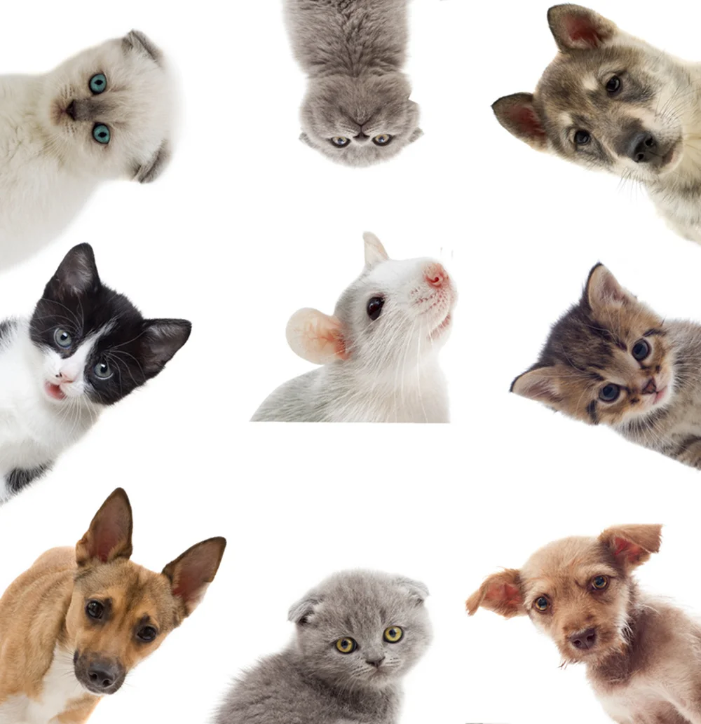 1 шт. Светоотражающая наклейка в виде кошки животного|car sticker|funny stickersstickers and decals |