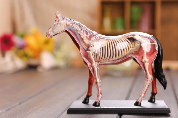 horse anatomical model horse skeleton model 3d horse bones dimensional