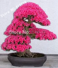 Bonsai Tree japanese sakura seeds 10pcs ,bonsai flower Cherry Blossoms free shipping