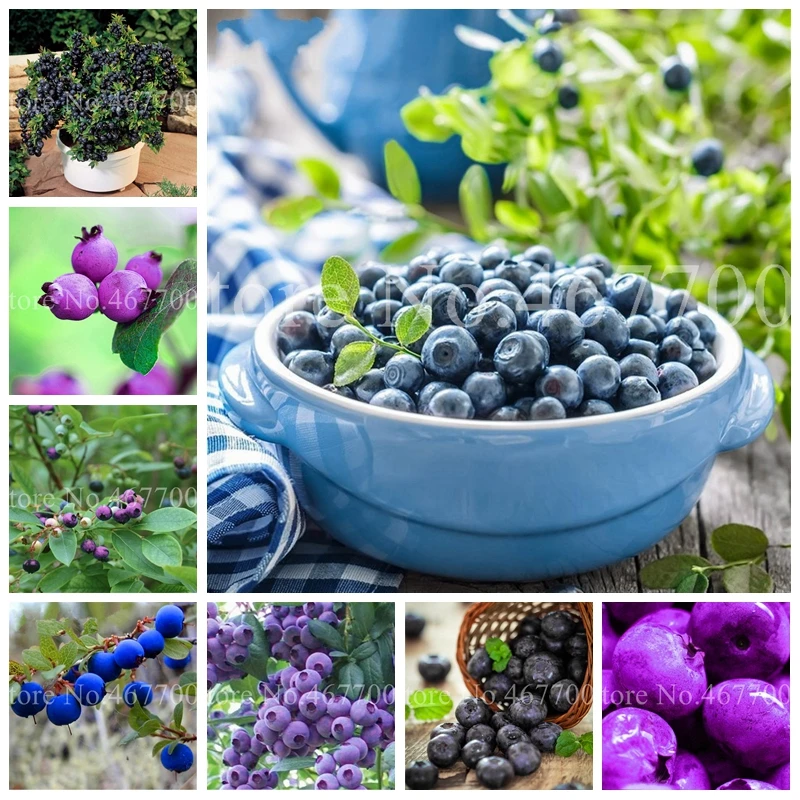 

New 100 pcs Blueberry Bonsai Fruit Outdoor Tree Highbush Blueberries DIY Countyard Plants for Home & Garden Pot Easy to Grow
