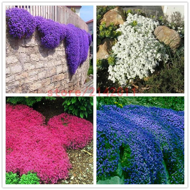 100pcs/bag Creeping Thyme Seeds or Blue ROCK CRESS Seeds - Perennial Ground cover flower ,Natural growth for home garden