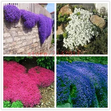 100pcs/bag Creeping Thyme Seeds or Blue ROCK CRESS Seeds – Perennial Ground cover flower ,Natural growth for home garden