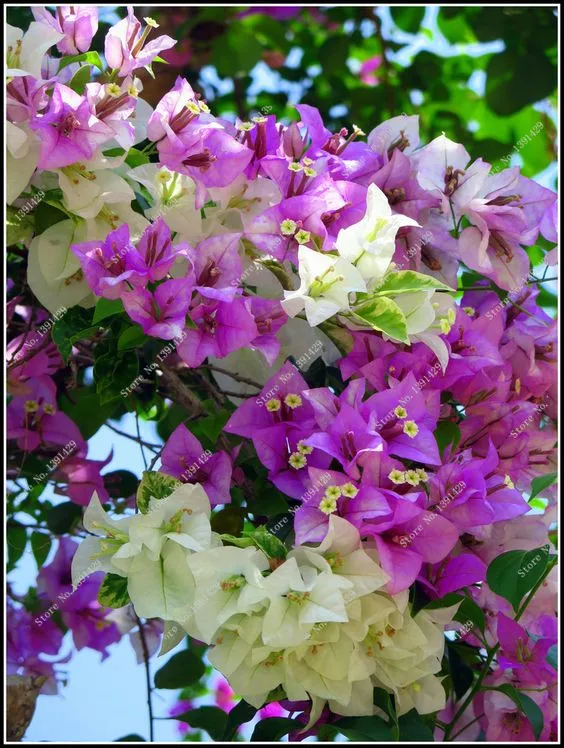 100pcs Bougainvillea Tree Seeds Pure Bonsai