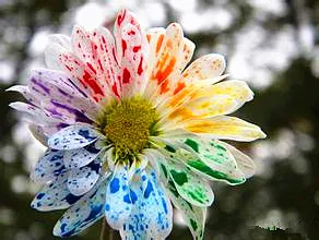 

100 Water Color Daisy bonsais Lovely rainbow watercolor daisies Natural DIY Garden