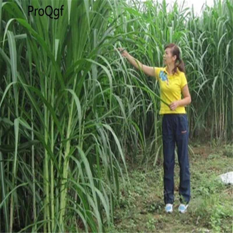 

5000Pcs A Set Pennisetum Purpureum Sugarcane
