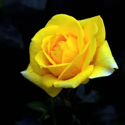 100 шт./пакет Красочные розы бонсай красивый цветок бонсай горшок домашний сад украшение цветок бонсай