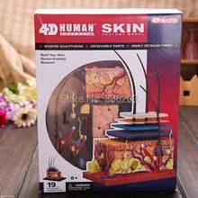 4D master 19 частей кожи раздел анатомия модель Анатомия медицинский человеческий череп анатомическая модель скелета научные развивающие игрушки