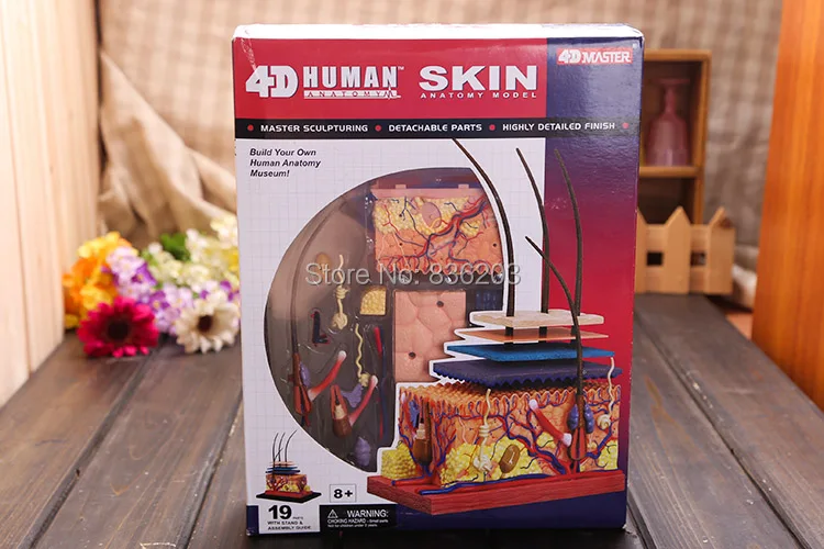 4D master 19 деталей модель анатомии медицинский человеческий череп|model anatomy|anatomical