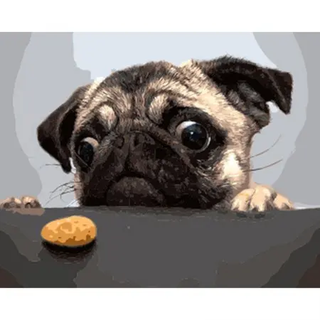 cioioil-W340 Pug decorative canvas oil painting by numbers,coloring by numbers for adults