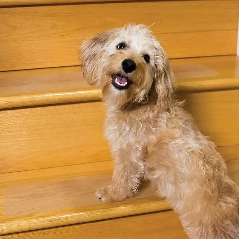 Waterproof Stair Cat Scratch Stair Tape Transparent Stair Tread Carpet Cover Anti-Skid Tape For Pet Anti-Grab Wear-Resistant Waterproof Stair Cat Scratch Stair Tape Transparent Stair Tread Carpet Cover Anti-Skid Tape For Pet Anti-Grab Wear-Resistant