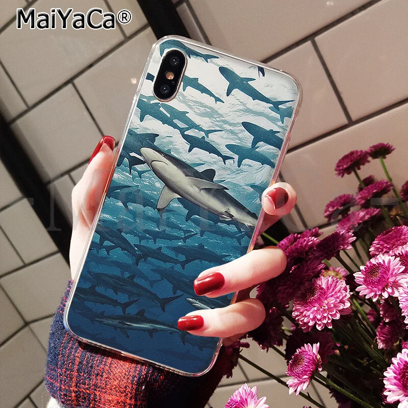 ocean Whale Sharks fish