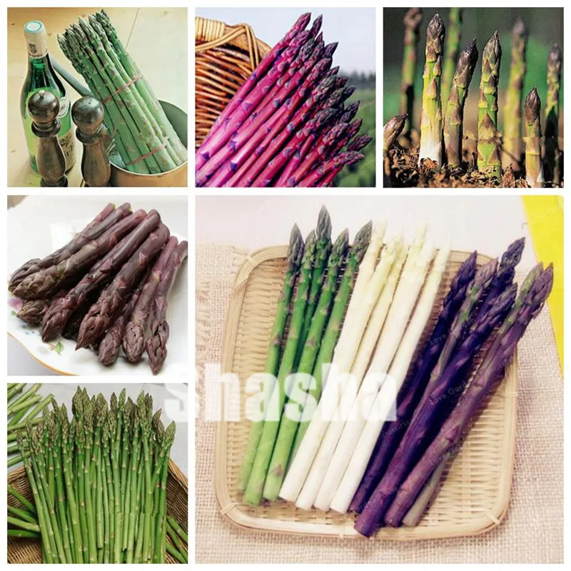 

Asparagus Officinalis Bonsai One Of The World's Top Ten Dishes The Healthiest Delicious Nutritious Vegetable Bonsai 100 Pcs