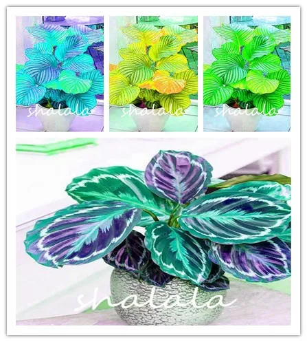 

100 pcs Calathea Bonsai Foliage Plant Bonsai Pot Variety Complete The budding High germination rate Perennial Planting