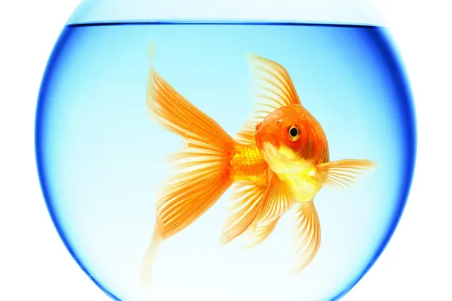 reflection background