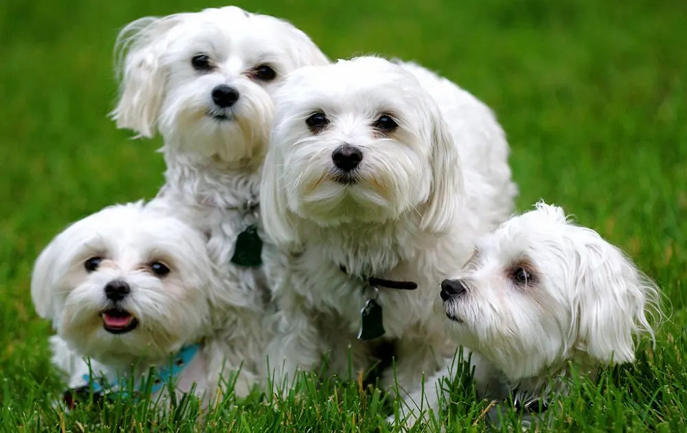 maltese-1490343333-1