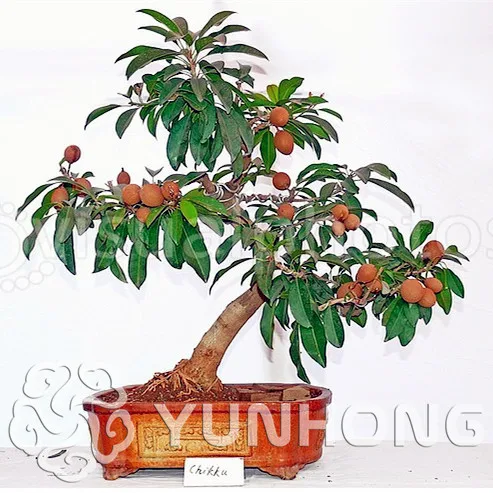 

100pcs Rare Mini Manilkara Zapota Bonsai Delicious Bonsai Easy Grow For Home Garden Germ Bonsai Free Shipping