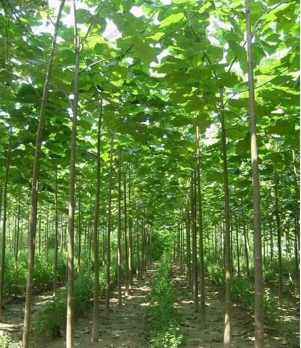 200pcs High Quality paulownia elongata New forest tree bonsais,200pcs/pack fast growing tree Bonsai Plant for Home garden
