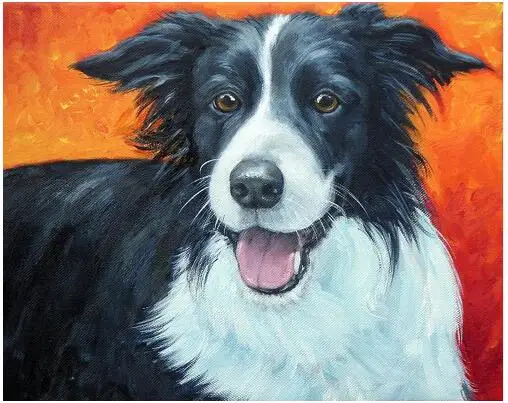 Border Collie Dog 2