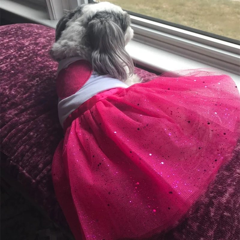 dog jackets