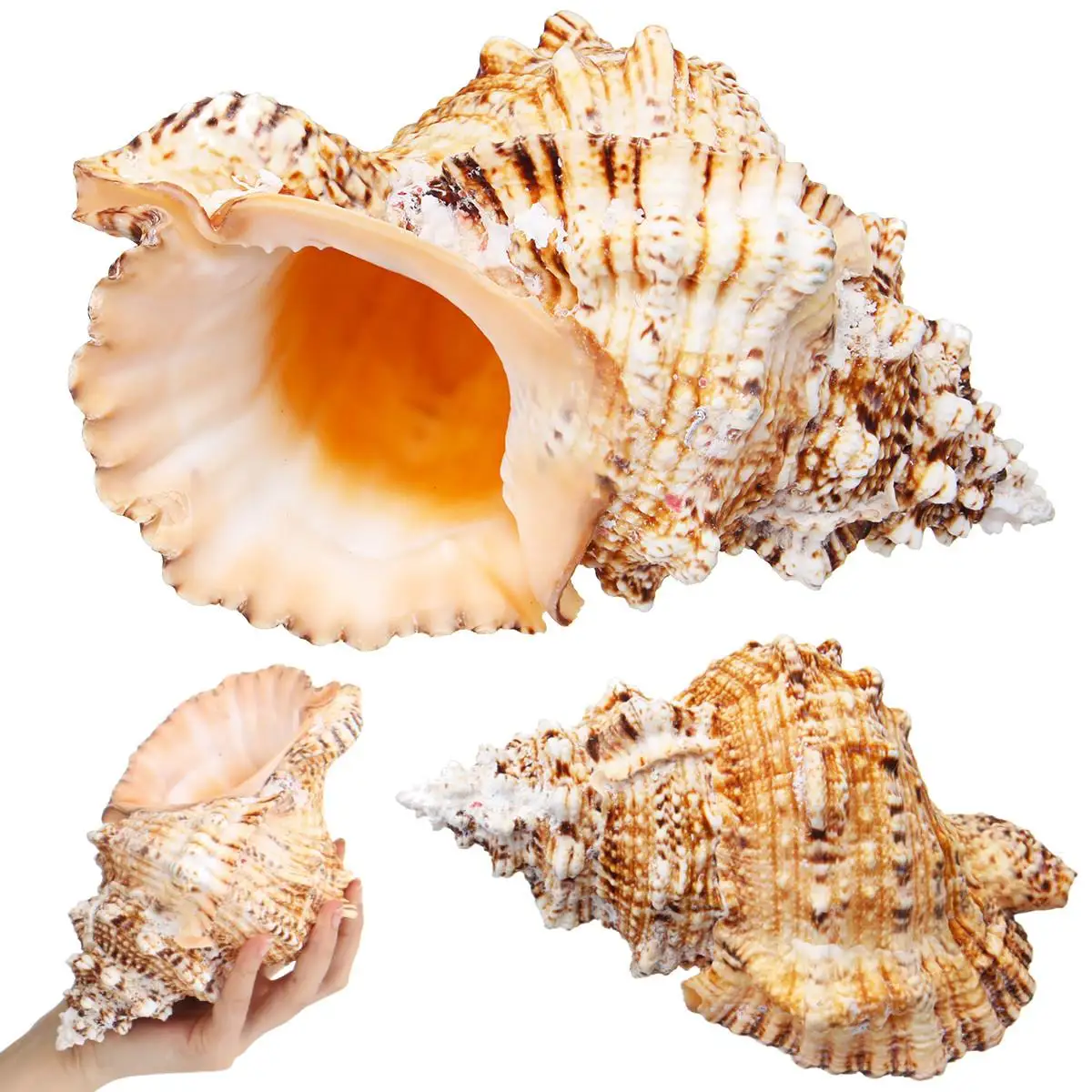 

22cm Natural Marine Seashell Big Conch Ornament Beach Wedding Party Shell Craft Decor Sea Wave Sound Creatives Conch Kids Gifts