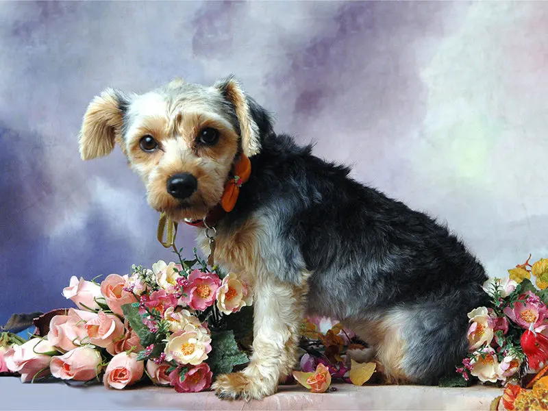 Zhui-Star-5D-DIY-Full-Square-drill-diamond-Painting-Cross-Stitch-Lovely-Dog-Flower-Rhinestone-Embroidery