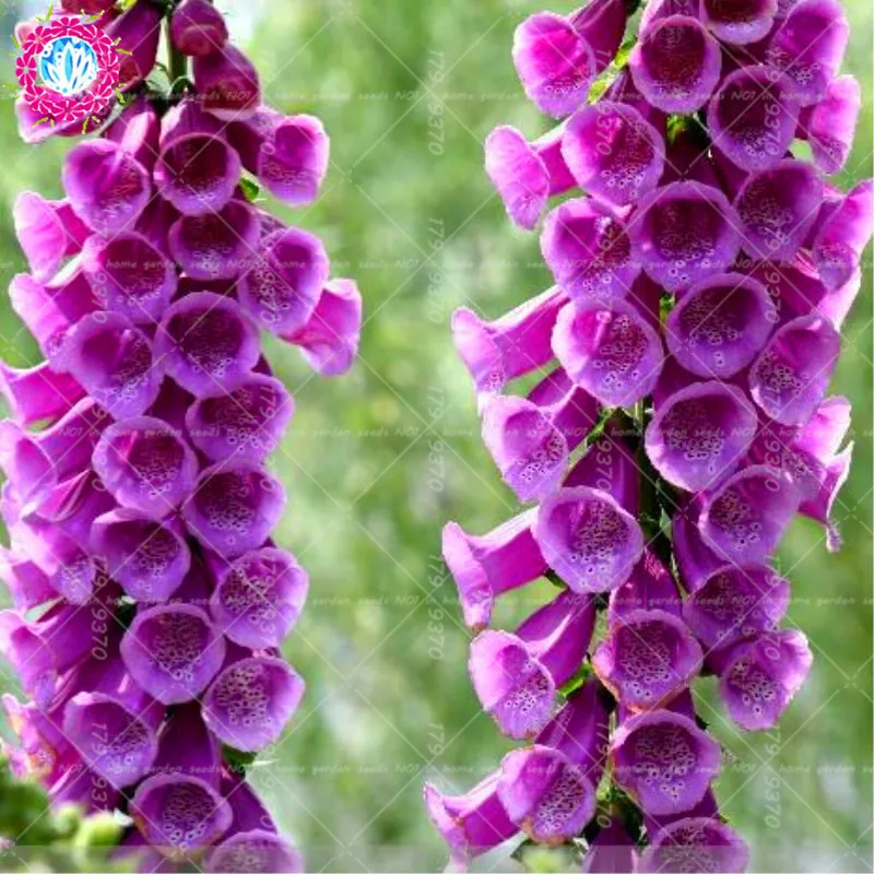 100% шт. 200 True Foxglove общие foxglove цветок Наперстянка пурпуровая карликовые деревья завод украшения домашние, садовые растения