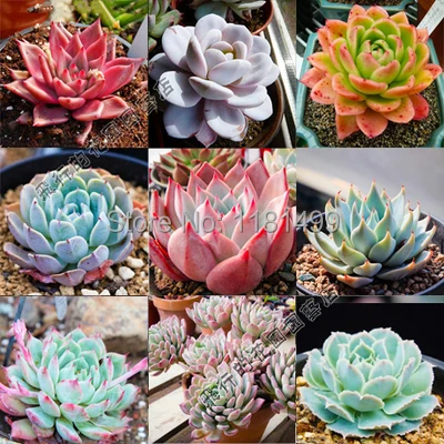 

100pcs rare mixed stone lotus succulent potted plant beautiful Bonsai garden flower plant