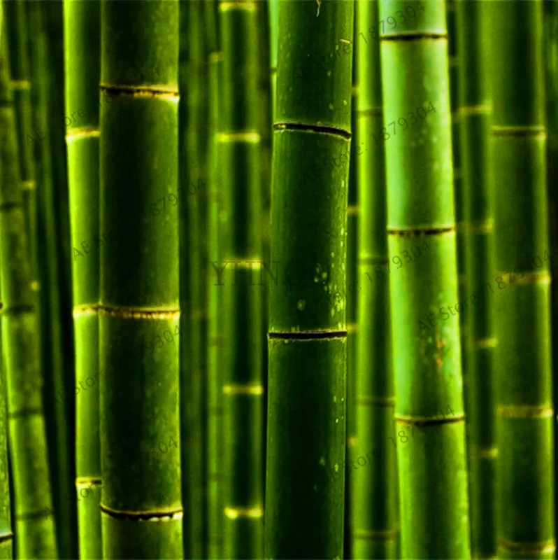 Промо-акция! 50 шт./пакет Moso бамбук бонсай. Phyllostachys heterocycla Pubescens-гигантский Moso Bamboo flores для DIY домашнего сада