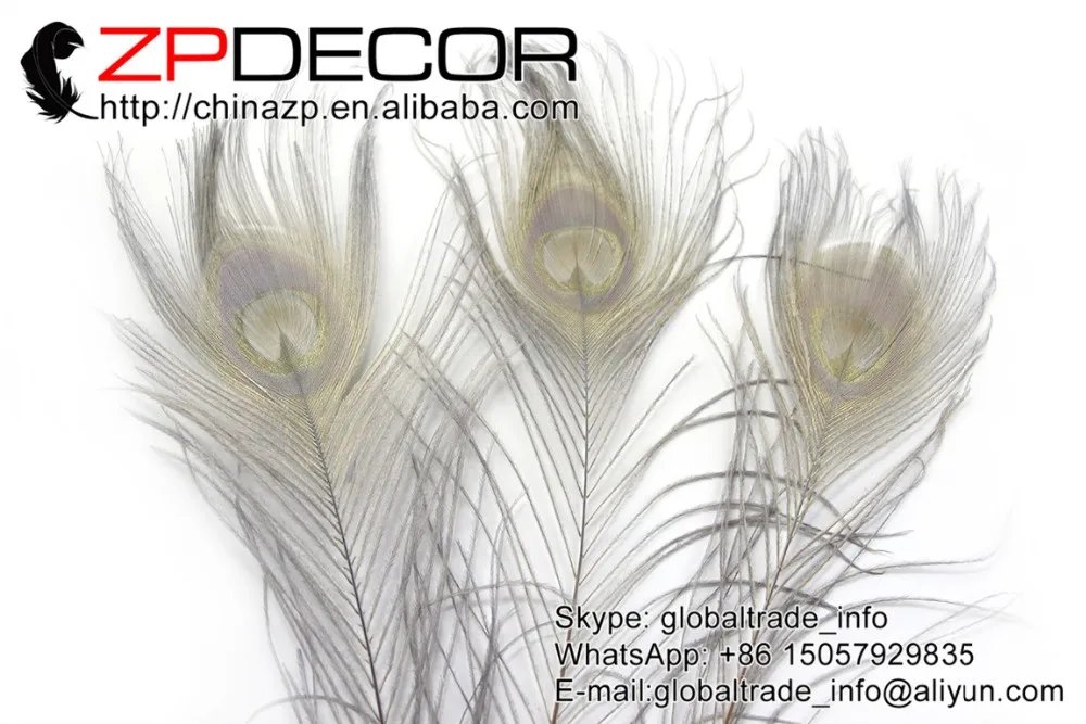 6 Grey Peacock Tail Feather (156)