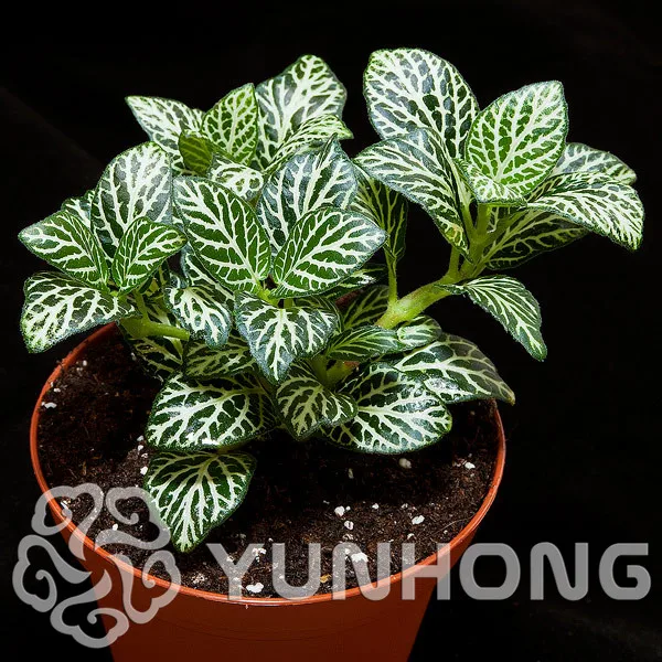

100PCS Fittonia Verschaffeltii Bonsai EASY GROW Bonsai for DIY Home Bonsai Rare Variety High Germination Rate 95%
