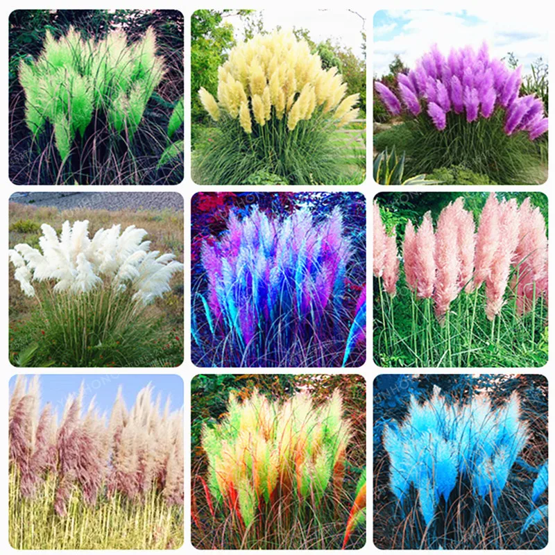 Дешевые красочный пампасы трава Cortaderia бонсай являются Очень красивые садовые растения декоративные DIY 500 шт./пакет
