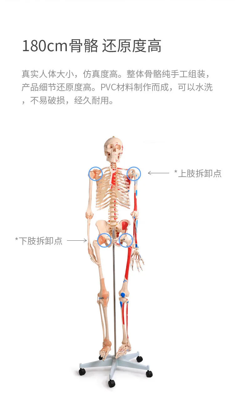 180 см съемная модель скелета человека с мышечной меткой и связкой модель скелета Имитация человеческого тела
