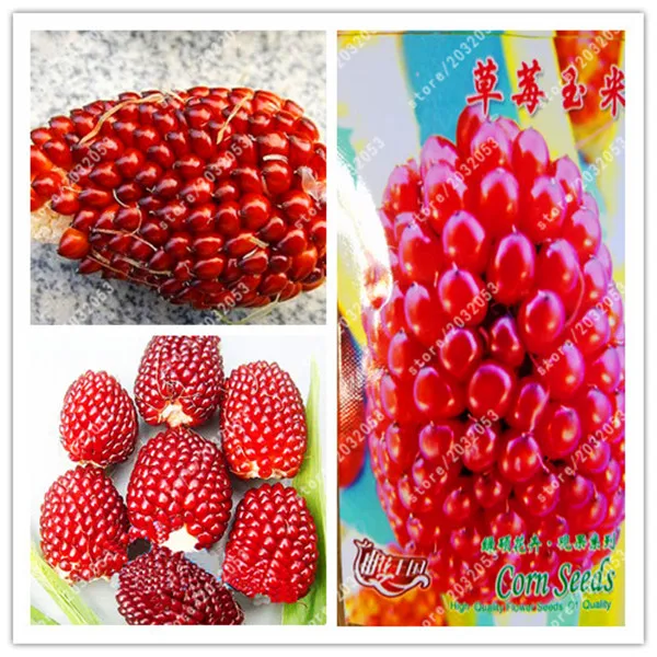 

bonsai true red corn Strawberry corn Popcorn Fresh vegetables for garden
