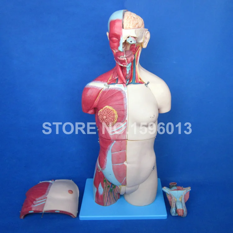 Dual Sex Torso Model With Open Back And Internal Organs 32 Parts Human Torso Model With 333 Marks Torso Model Human Torso Modelhuman Torso Aliexpress