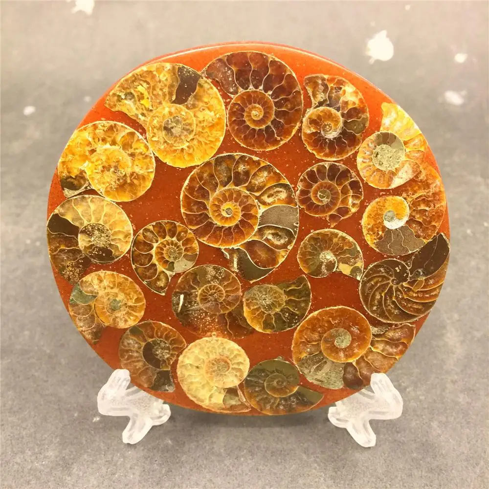 1 шт. натуральный snail shell fossil Jurassic fossil disc полуоткрытый nautilus Мадагаскар аммонит окаменелость+ оболочка кронштейн