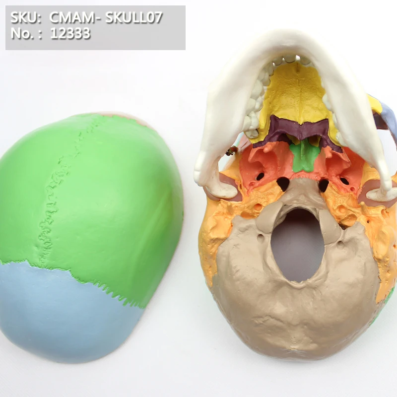 CMAM/12333 Skull, colored, Plastic Skull Medical Anatomical Modelin