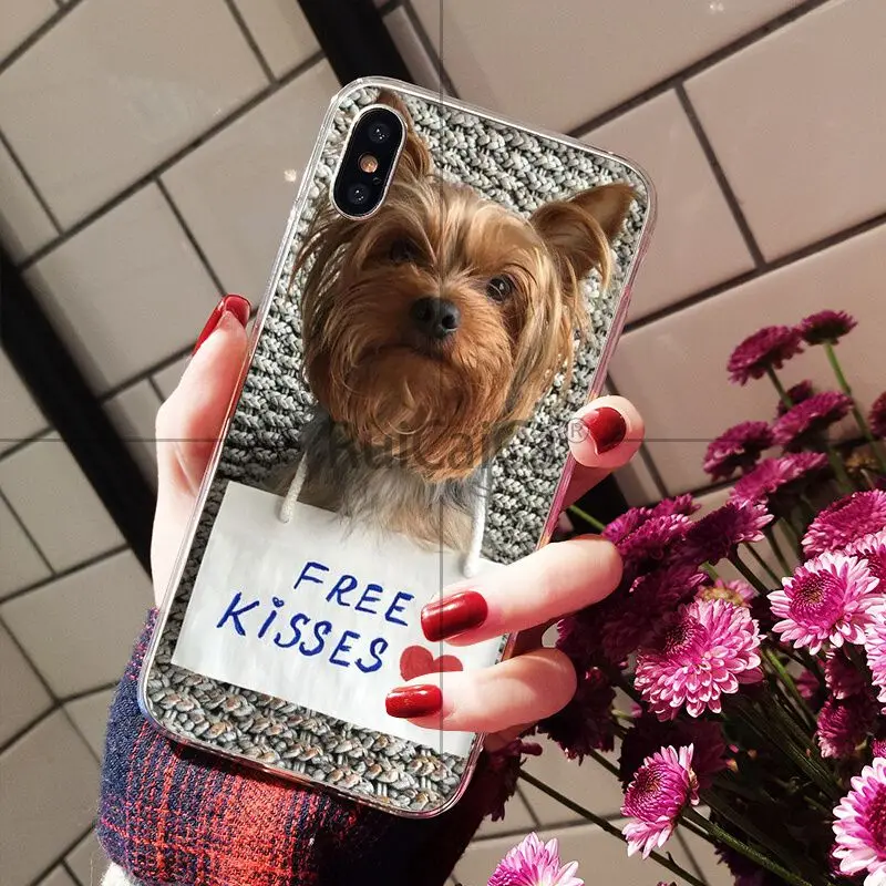 Yorkshire Terrier Dog