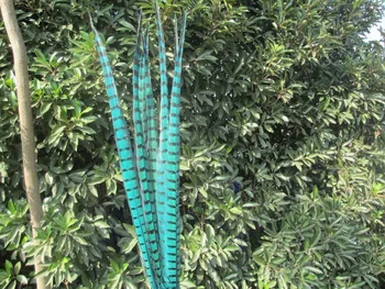 

2019 Hot! Light blue 50pcs / lot natural Pheasants feathers, 20-22 "/ 50-55cm DIY jewelry, art performances props Accessories