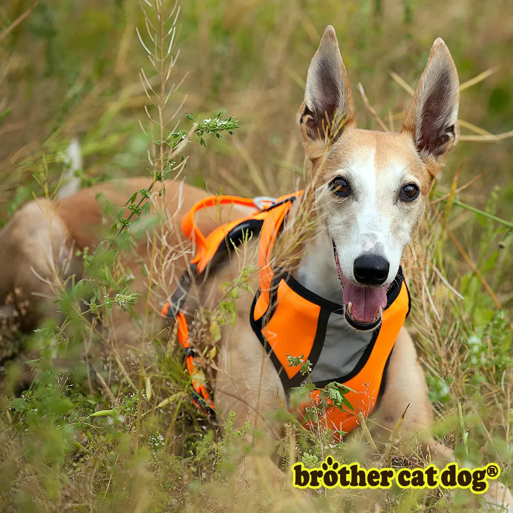 Pet-products-2016-dog-harness-dog-accessories (2)