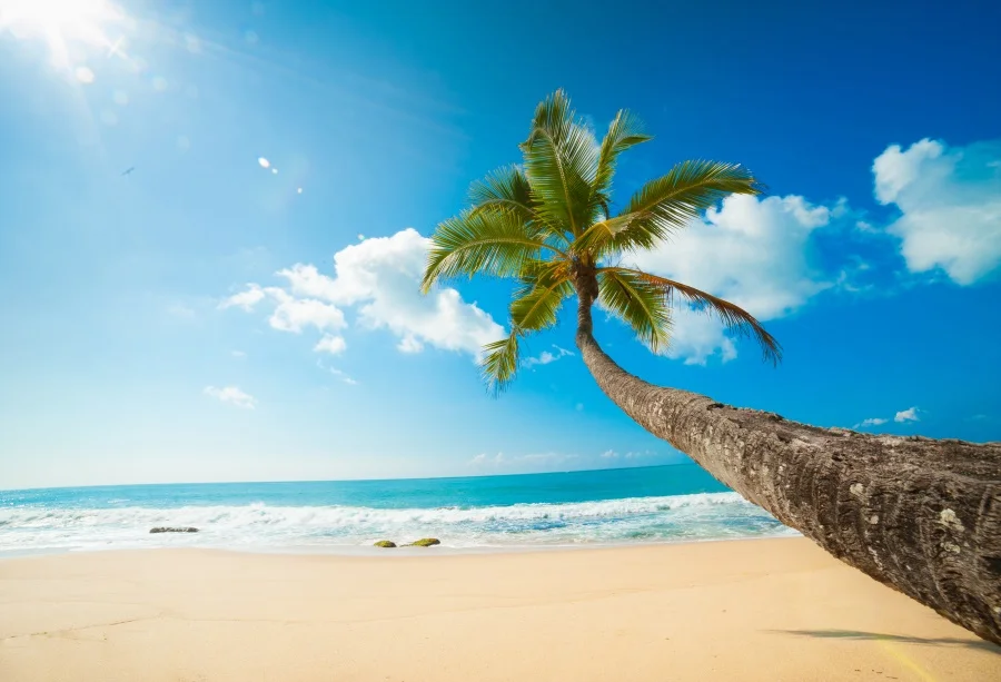 Laeacco Sunshine Seaside Beach Palm Tree Holiday Vacation View 