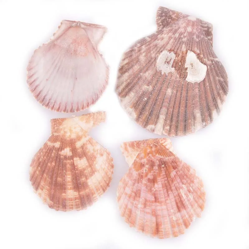 

35-50mm 10pcs Natural Sector Shells For Scrapbooking Craft DIY Handmade Home Nautical Decor Seashells No Hole Mix Size TR0221