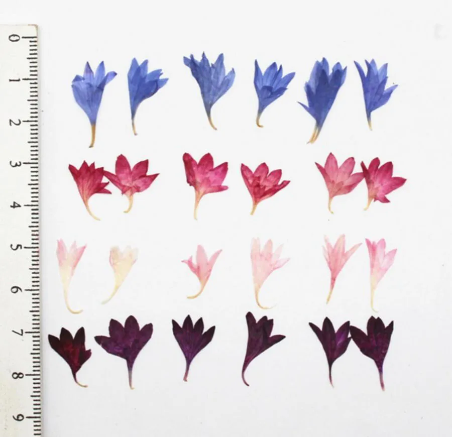 

100pcs Pressed Dried Centaurea Cyanus L. Flower Plant Herbarium For Jewelry Postcard Invitation Card Phone Case Bookmark DIY