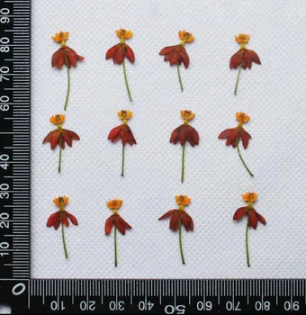 

60pcs Pressed Dried 2cm Natural Dancing Flower Plant Herbarium For Jewelry Postcard Invitation Card Phone Case Bookmark DIY