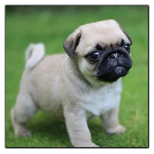 pugs for cheap