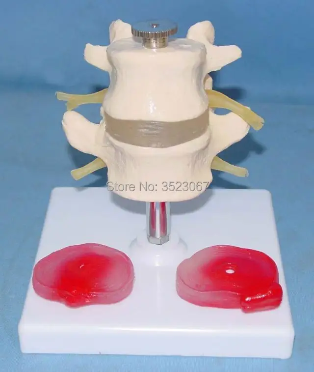 

Human anatomy skeleton Osteoporosis Anatomical Vertebrae Model Heart skull brain skull model in trauma nursing manikin train