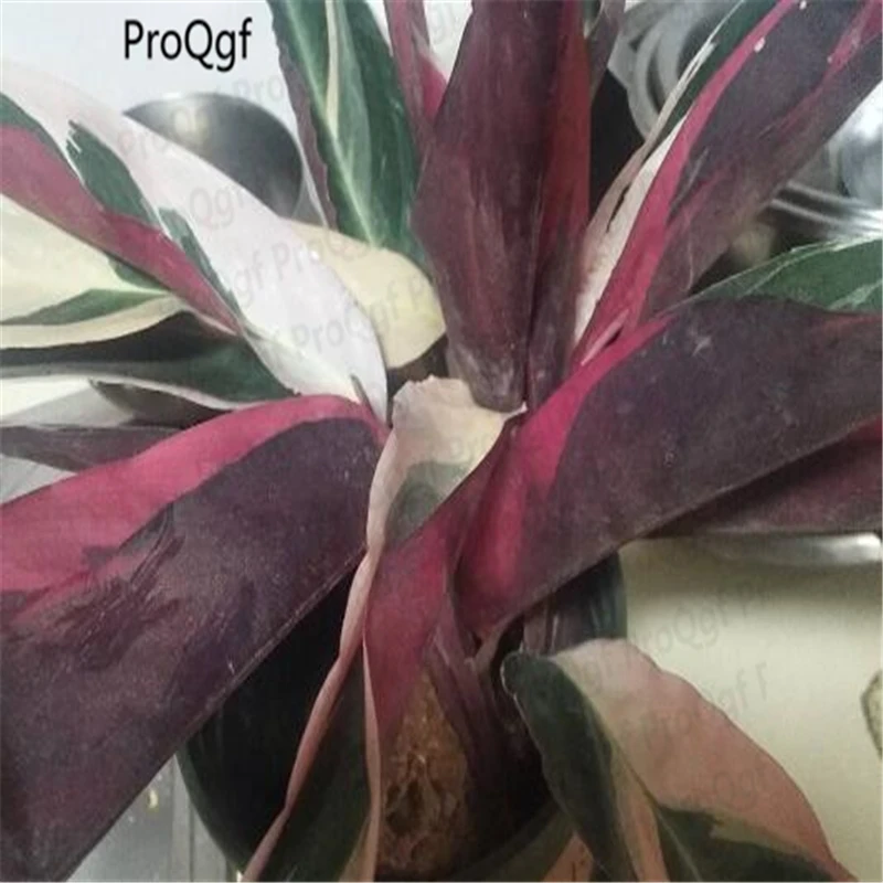 

2Pcs A Set Calathea Root without leaf