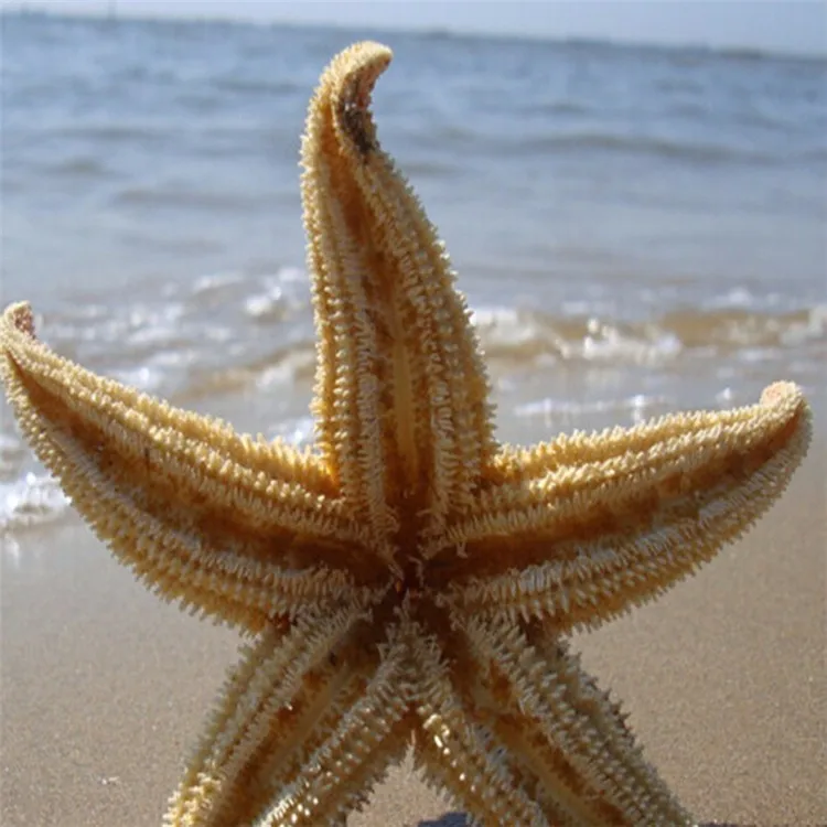 Natural Starfish 8