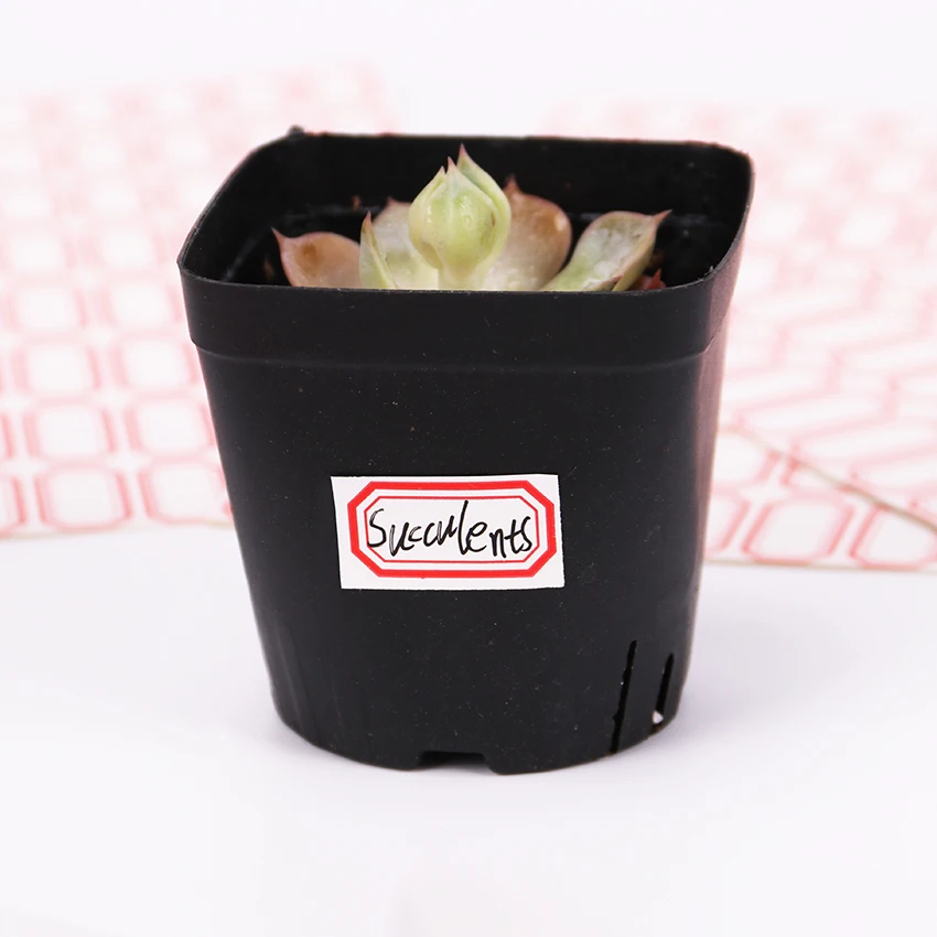 HTB1RYPaSpXXXXcCapXXq6xXFXXXT