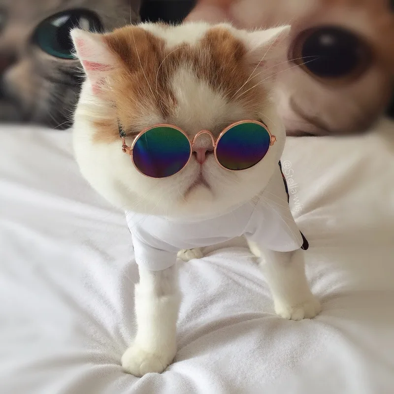 Щенок маленькие собаки кошка солнцезащитные очки Pet очки Тедди Забавный головной убор используется для фотосъемки
